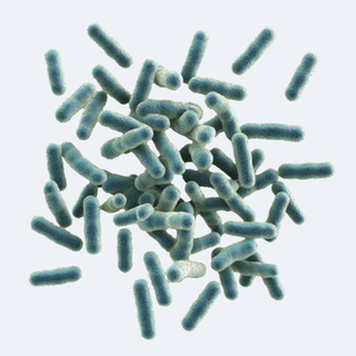 Three Probiotic Strains